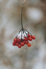 Rote Beeren Strauch im Winter, Hartriegel