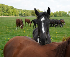 stallions on the pasture,hengste auf der weide