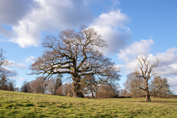 Old oak tree in the springtime.