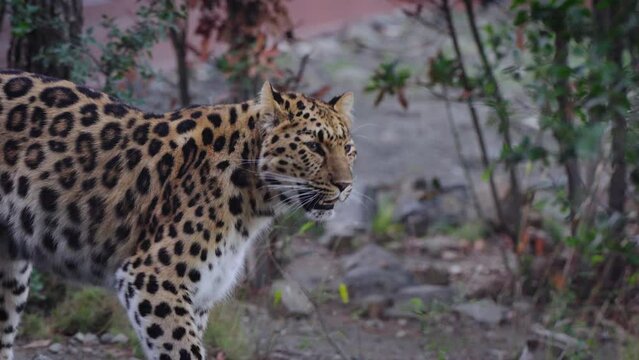 Leopard walking down the forest national park. 