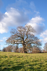 Old oak tree in the springtime.
