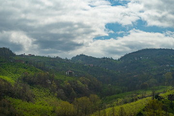 Obraz premium nature scenery in greenery and trees