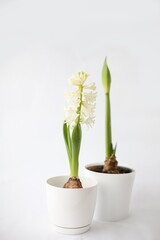 Beautiful white hyacinth flowers bloom and  Amaryllis flower bud  white pots