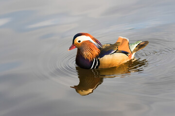Mandarin duck reflection in water