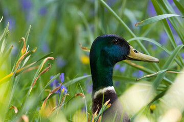 Drake mallard druck hiding in grass