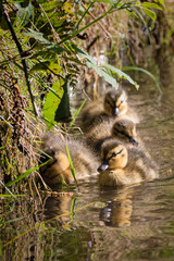 Cute mallard ducklings swimming in stream