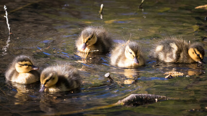 Cute mallard ducklings swimming in stream