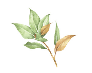Green leaves element. Watercolor floral illustration.