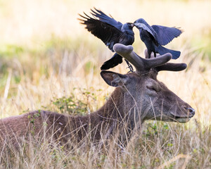 Fallow deer with jackdaws squabbling on its antlers - obrazy, fototapety, plakaty