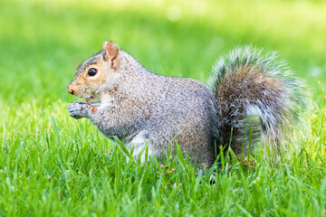 Grey squirrel in park eating nut