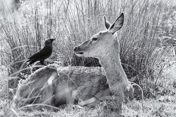 Deer with a jackdaw sitting on its back as if talking together