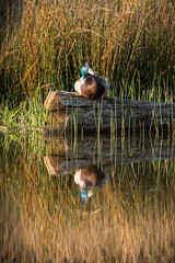 Drake mallard duck reflection perched on log in pond