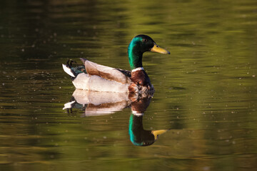 Drake mallard duck on a sunny day reflecting in pond
