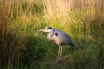 Grey heron among reeds by water