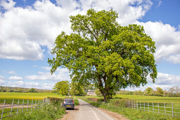 Old oak tree down the summertime lane.