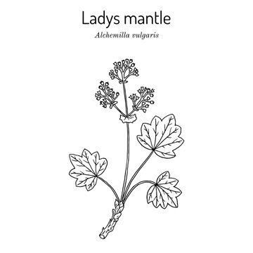 Alchemilla vulgaris, common ladys mantle. Medicinal herb