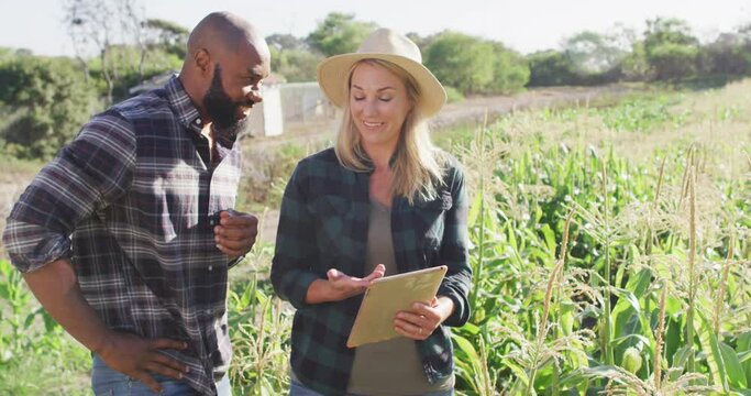 Video of happy diverse female and male with tablet in field on sunny day