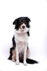 Border Collie in front of white Background 