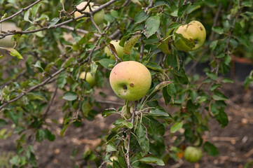 Apples are green on a tree branch.