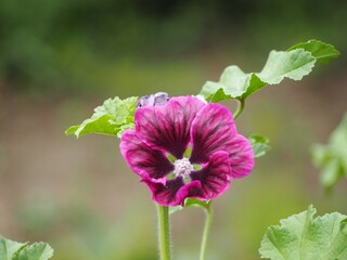 ブラックマロウの花