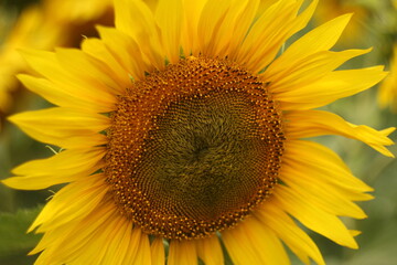 Obraz premium sunflower close up