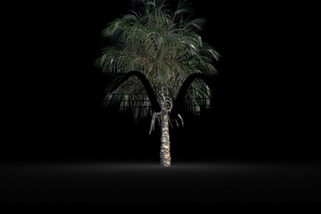 Fototapeta premium Barbed wire over silhouette of palm tree against black background