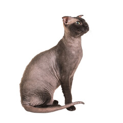 Fototapeta premium Black sphinx cat in PNG isolated on transparent background. Ukrainian levkoy breed