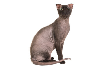 Black purebred sphinx cat in PNG isolated on transparent background. Ukrainian levkoy breed