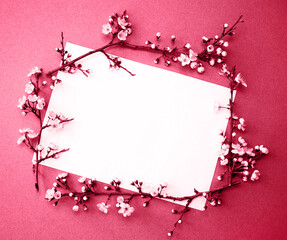 Spring background. Frame of living plants. Place for text. View from above. The concept of spring. Demonstrating the colors of 2023 Viva Magenta.