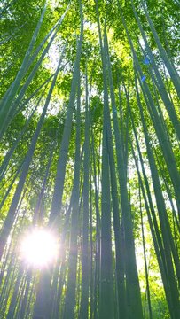 Beautiful and fresh view of walking in a bamboo forest, Arashiyama in Kyoto in Japan, Vertical video for smartphone footage, Lens flare	