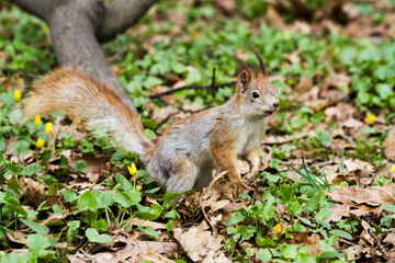 Naklejka na ściany i meble Close-up view of red squirrel in the forest