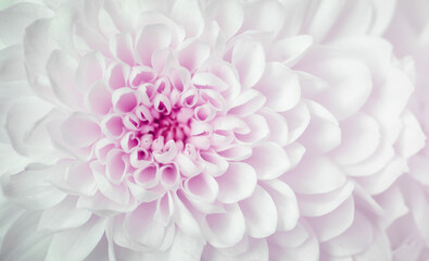 close up photo of white chrysanthemum