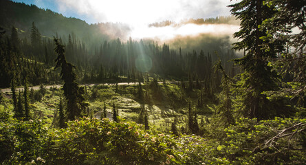 Scenic view of trees growing Mount Rainier National Park during sunrise