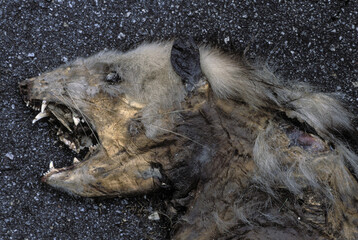 A dead cat decomposing in the street, Georgia, USA.