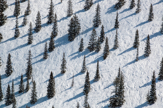 Pine trees interspersed on ski trail.