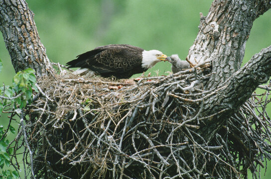 American bald eagle (Haliaeetus leucocephalus) feeding its chick
