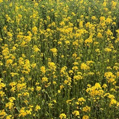 rape flower