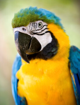 Parrots in Amazon Region in Peru