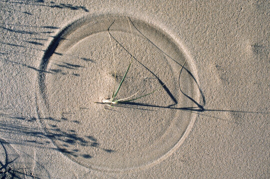 Pattern in the grass.