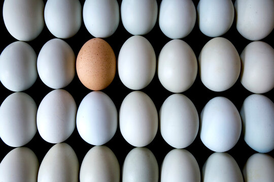 Brown and blue chicken eggs.