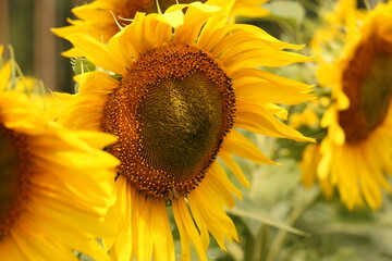 sunflower in the field