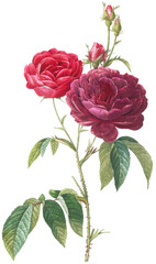 Beautiful vintage red rose flowers illustration high quality die-cut transparent background. Digitally enhanced
