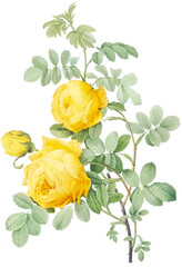 Beautiful vintage yellow rose flowers illustration high quality die-cut transparent background. Digitally enhanced