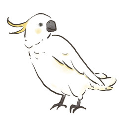 かわいいキバタンのイラスト1