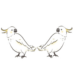 見つめ合う二羽のキバタン