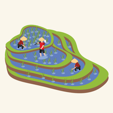 Terraced Asian Rice Fields With Workers In Conical Straw Hats 3d isometric vector illustration concept for banner, website, landing page, ads, flyer template