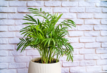 Green Parlor Palm in White Pot on White Bricks Wall  Background 
