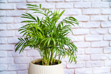 Green Parlor Palm in White Pot on White Bricks Wall  Background 