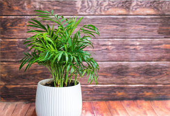 Green Parlor Palm in White Pot on Wooden Background 