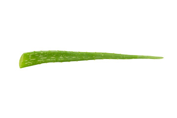 Fresh aloe vera slice isolated on white background. Gel from the leaves of aloe plants used for medicine and skin care.